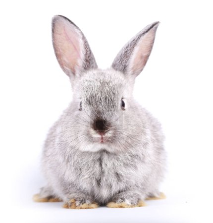 Lindo conejito gris sobre fondo blanco durante la primavera. Joven conejito adorable jugando y movimiento. Preciosa mascota con orejas largas para Pascua.