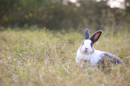 Photo for Adult rabbit in green field in spring. Lovely bunny has fun in fresh garden. Adorable rabbit plays and is relax in nature green grass. - Royalty Free Image