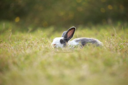 Photo for Adult rabbit in green field in spring. Lovely bunny has fun in fresh garden. Adorable rabbit plays and is relax in nature green grass. - Royalty Free Image