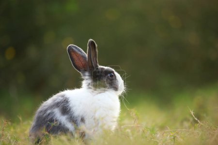 Ausgewachsenes Kaninchen im Frühling auf der grünen Wiese. Schöne Hase hat Spaß im frischen Garten. Liebenswertes Kaninchen spielt und entspannt sich im grünen Gras der Natur.