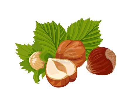Illustration for Hazelnut vector illustration. Heap of nuts and green leaves. Cartoon icon. - Royalty Free Image