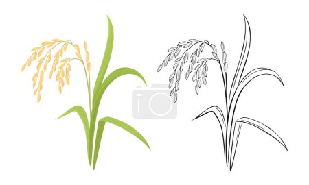 Illustration for Spikelet of rice cartoon illustration and black and white outline. Vector paddy rice ear. - Royalty Free Image