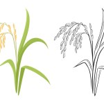 Spikelet of rice cartoon illustration and black and white outline. Vector paddy rice ear.