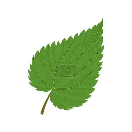 Illustration for Green nettle leaf isolated on white background. Vector cartoon illustration. - Royalty Free Image