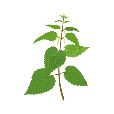 Illustration for Nettle plant isolated on white background. Vector cartoon illustration of medicinal wild herb. - Royalty Free Image