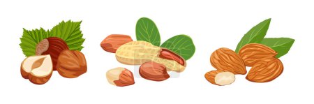 Illustration for Set of heaps of nuts with green leaves. Vector cartoon illustration of hazelnuts, almonds and peanuts. - Royalty Free Image