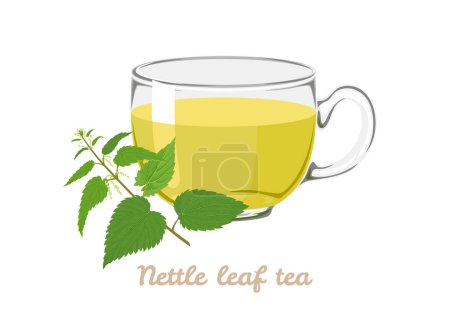Illustration for Nettle leaf tea in transparent glass cup. Vector cartoon illustration of herbal tea. - Royalty Free Image