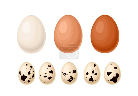 Ensemble d'?ufs de poulet isolés. ?uf blanc, brun clair et foncé. Illustrations plates de dessin animé vectoriel.
