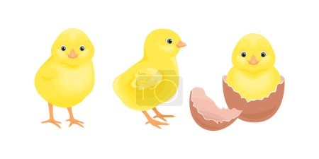 Ilustración de Pollo amarillo. Conjunto de ilustración de dibujos animados vectoriales de aves lindas eclosionadas de huevo. - Imagen libre de derechos