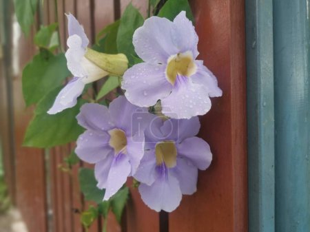Téléchargez les photos : Belle fleur de vigne thunbergia grandiflora rampante - en image libre de droit