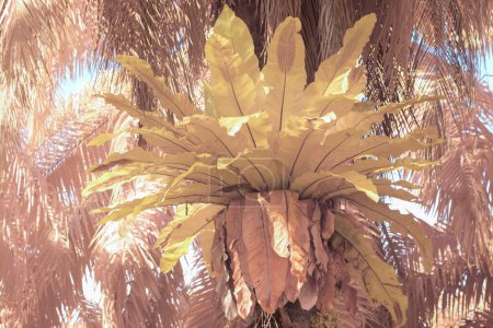 Photo for Infrared image of the Bird's-nest ferns sprouting out from the palm tree - Royalty Free Image