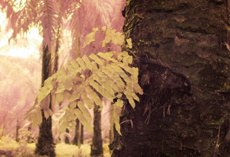 Foto de Imagen infrarroja de la variedad de especies silvestres helechos hoja que crece alrededor o en la palma aceitera. - Imagen libre de derechos