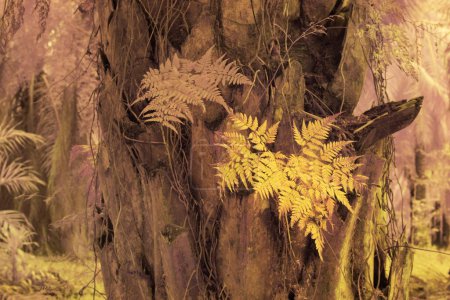 Foto de Imagen infrarroja de la variedad de especies silvestres helechos hoja que crece alrededor o en la palma aceitera. - Imagen libre de derechos