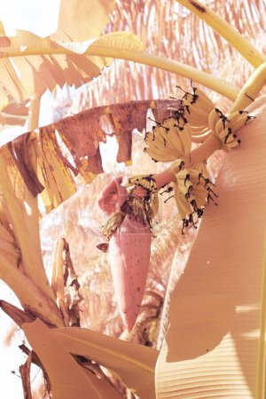Foto de Imagen infrarroja del racimo salvaje de la fruta del plátano que cuelga en el árbol. - Imagen libre de derechos