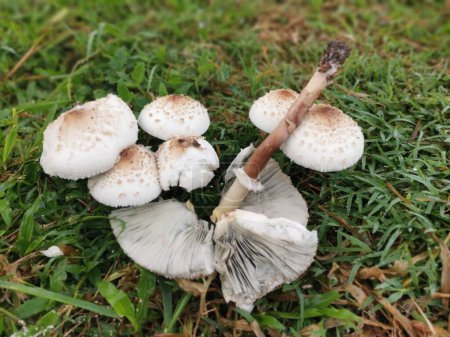 Photo for Wild white toxic amanita citrina mushroom - Royalty Free Image