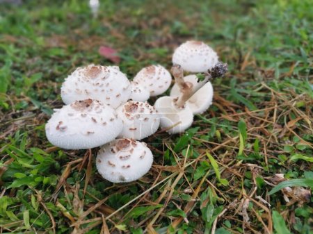 wild white toxic amanita citrina mushroom
