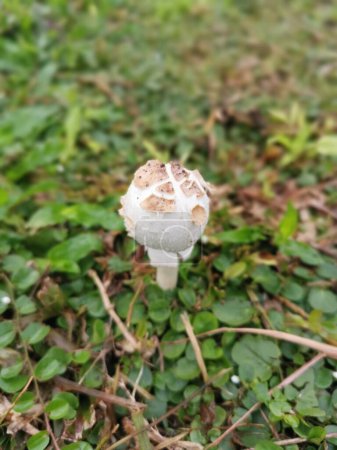Photo for Wild white toxic amanita citrina mushroom - Royalty Free Image