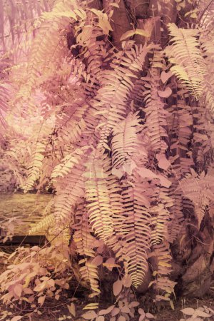 Foto de Imagen infrarroja de la hoja de helechos de especies silvestres creciendo en la plantación. - Imagen libre de derechos