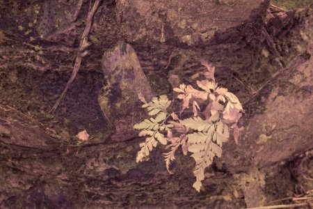 Foto de Imagen infrarroja de la hoja de helechos de especies silvestres creciendo en la plantación. - Imagen libre de derechos