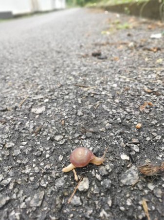 Téléchargez les photos : Escargot disque rotonde traversant et rampant sur la rue asphaltée. - en image libre de droit
