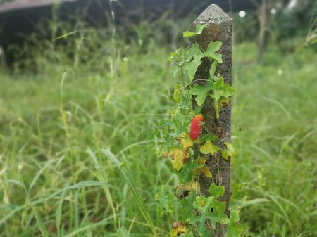 Photo for The creeping ripe ivy gourd fruit hanging on the concrete pole. - Royalty Free Image