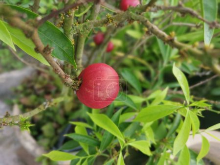 Téléchargez les photos : Pot de la plante d'intérieur de fruits phaleria macrocarpa - en image libre de droit