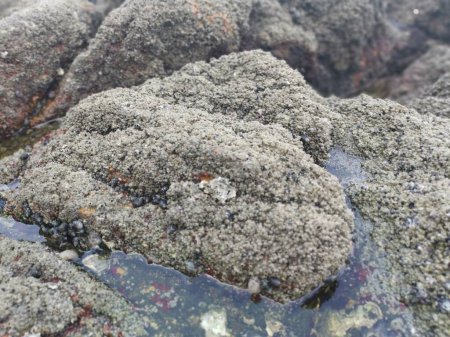 Foto de Un montón de enormes rocas que se encuentran a lo largo de la costa - Imagen libre de derechos