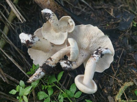 Photo for Wild large white leucopax mushrooms on the ground - Royalty Free Image