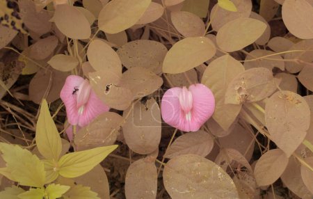 Téléchargez les photos : Image infrarouge de la fleur Centrosema molle. - en image libre de droit