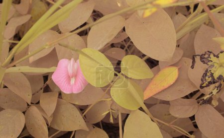 Téléchargez les photos : Image infrarouge de la fleur Centrosema molle. - en image libre de droit