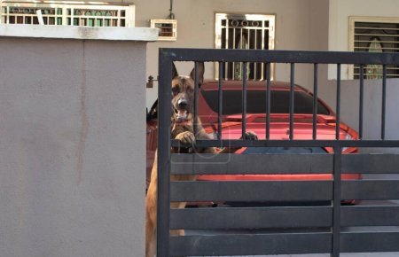 Téléchargez les photos : Image infrarouge du grand chien sautant autour de la porte d'entrée en essayant de sortir - en image libre de droit
