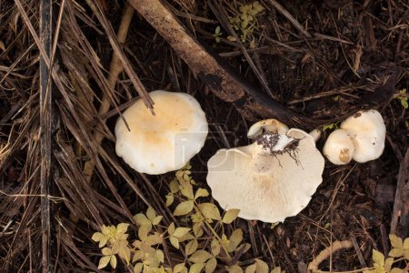 Photo for Infrared image of the wild large white leucopax mushrooms on the ground - Royalty Free Image