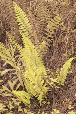 Photo for Infrared image of the wild Nephrolepis exaltata fern - Royalty Free Image