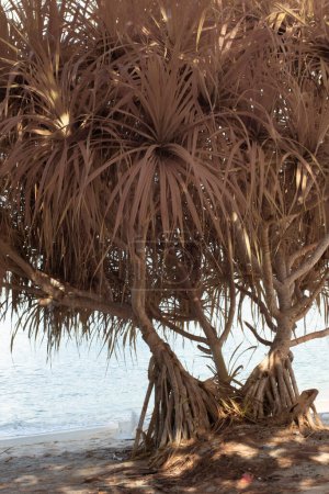 Photo for Infrared image of the wild pandanus tree growing by the beach - Royalty Free Image