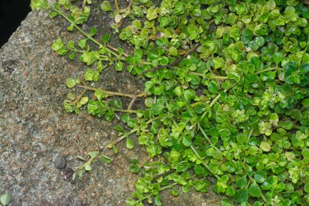 Téléchargez les photos : Gros plan des petites feuilles de soleirolia soleirolii envahies - en image libre de droit