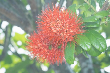 Photo for Closeup of the Combretum constrictum flower - Royalty Free Image