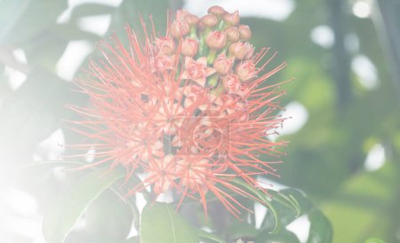 Téléchargez les photos : Gros plan de la fleur Combretum constrictum - en image libre de droit