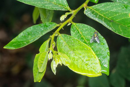 Téléchargez les photos : La mouche bleue reposant sur les feuilles mouillées. - en image libre de droit