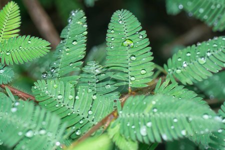 winzige Wassertröpfchen auf Blättern der Mimose pudica