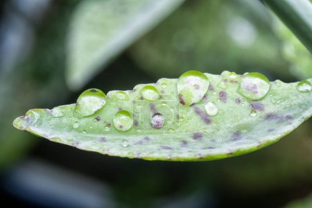 Téléchargez les photos : Gros plan de la plante succulente humide kalanchoe gastonis-bonnieri - en image libre de droit