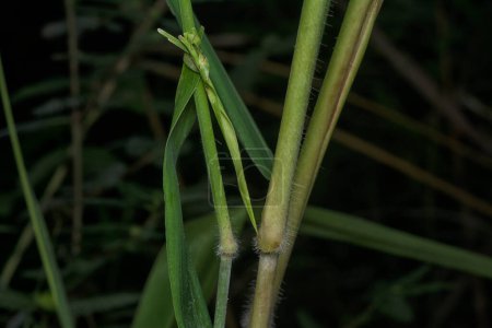 Foto de Primer plano de los tallos de poaceae hierba rama. - Imagen libre de derechos