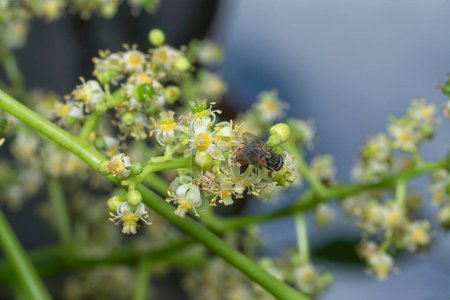 Téléchargez les photos : Plan rapproché de la mouche grappe reposant sur la tige de la fleur d'ambarella. - en image libre de droit