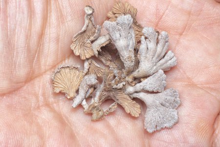 Photo for Hold a few wild light-brown funnel fan-shaped mushrooms in the hand - Royalty Free Image