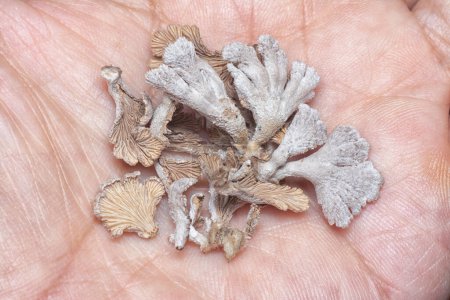 Photo for Hold a few wild light-brown funnel fan-shaped mushrooms in the hand - Royalty Free Image