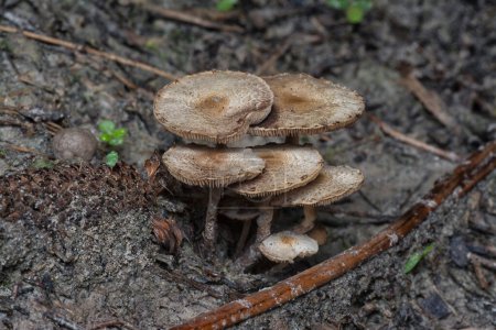 Photo for The wild mushroom inedible caps on the ground - Royalty Free Image