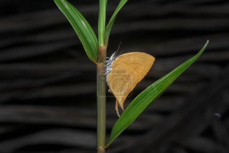 Photo for Close shot of the Common grass orange-colored butterfly - Royalty Free Image
