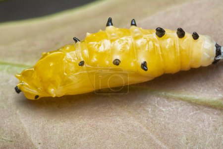 Photo for Close up of the pupa of the painted jezebel butterfly. - Royalty Free Image