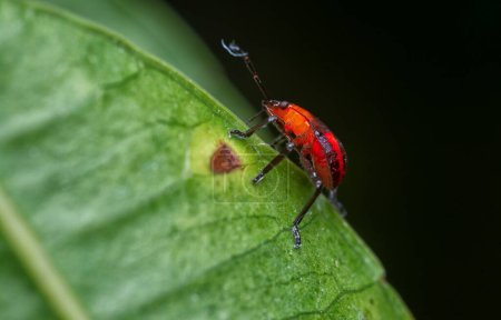 Téléchargez les photos : Gros plan des minuscules nymphes éocanthecona furcellata rouges. - en image libre de droit