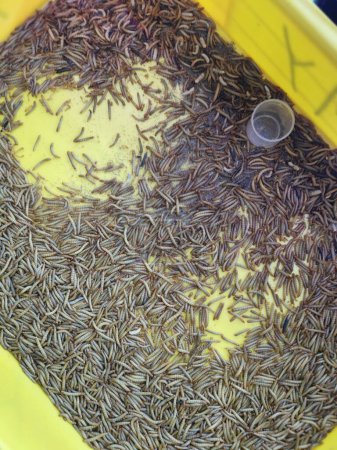 Foto de Recipientes de plástico llenos de gusanos vivos - Imagen libre de derechos