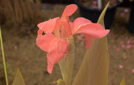 Foto de Hermoso color rojo canna indica lirio flor planta - Imagen libre de derechos